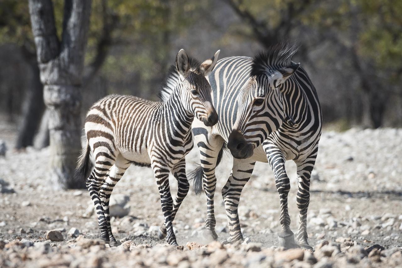 Ongava Lodge Okaukuejo Zewnętrze zdjęcie